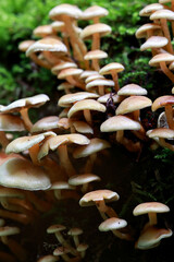 A Dense Cluster Of Beige Forest Fungi Covering A Decaying Tree Trunk. Close Up Vertical Shot Of Nature's Details.