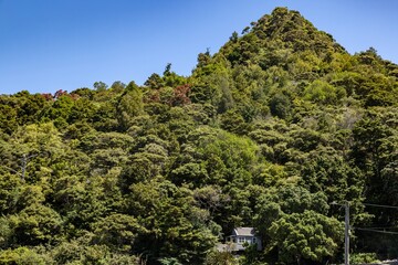 A secluded house nestled amongst lush green trees on a hillside in New Zealand. The house is small and quaint, surrounded by dense forest, creating a peaceful retreat.