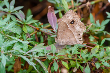 Fototapeta premium Squinting bush brown butterfly or Bicyclus anynana settled on bush showing wing pattern