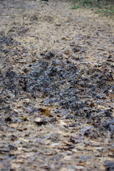 A Close Up View Of The Forest Floor Covered In Dark Soil, Dry Pine Needles, And Decaying Leaves. A Natural Texture Background Of Earthy Tones.