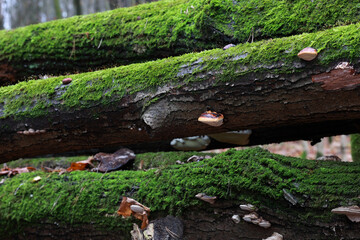 Fallen Tree Trunks Covered In Thick Green Moss And Small Wood Mushrooms. A Detailed View Of The Forest Ecosystem And Damp Wood Texture.