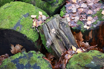 A Pile Of Old Cut Wood Stumps Covered In Green Moss And Dry Fall Leaves. The Image Captures The Damp And Textured Atmosphere Of An Autumn Forest.