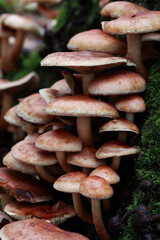 A Dense Cluster Of Wild Mushrooms Grows On A Decaying Log Covered In Green Moss. This Close Up Scene Captures The Damp Atmosphere And Natural Texture Of The Fall Woods.