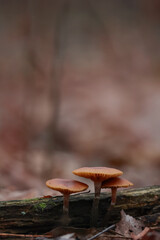 Close Up Of Three Delicate Brown Mushrooms Standing On A Decaying Branch. The Image Features A Smooth Bokeh Background Highlighting The Tiny Fungi In An Autumn Forest Setting.