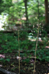Thin Dried Plant Stems Rise From The Forest Floor Against A Blurred Green Backdrop. The Image Highlights The Intricate Structure Of Wild Flora In A Woodland Setting.