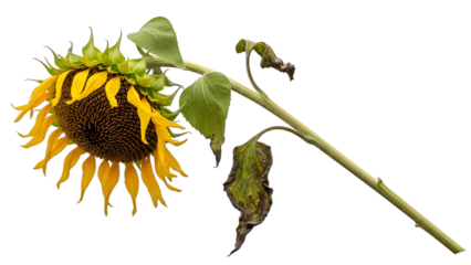 Wilted sunflower with drooping petals and leaves isolated on a transparent background yellow petals green leaves
