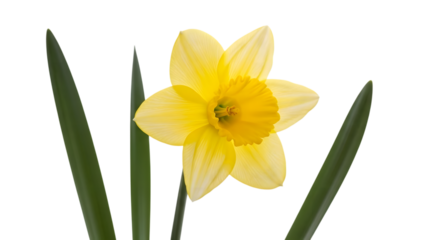 Yellow Daffodil Flower with Green Leaves isolated on a transparent background yellow flower plant