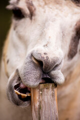Obraz premium Close-Up of a Llama Chewing on a Wooden Stick