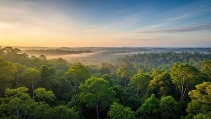 Obraz premium Aerial view of lush green rainforest at sunrise with misty fog and vibrant canopy