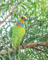 Obraz premium Wild bird photographyof Taiwan Barbet(Psilopogon nuchalis)