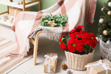 Beautiful Christmas plant poinsettia with gift boxes near armchair in living room, closeup