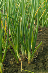 Green onion growing in the garden, Green Onion Production in the field, Beautiful onion plants on the farm.Green onions growing in the field.