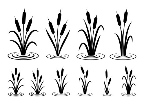 Collection of black silhouette cattail plants growing in water with ripples bulrush reed