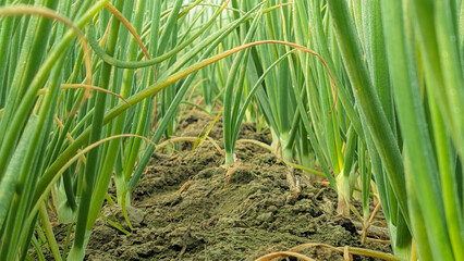 food, fresh, white, onion, isolated, vegetarian, vegetable, ingredient, green, raw, healthy, organic, natural, background, cooking, spring, cut, nutrition, group, diet, ripe, leaf, cook, scallion, pla