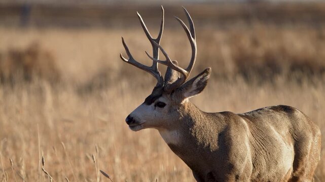 Close up of a mule deer as it is chewing while in a farmers field in Utah.