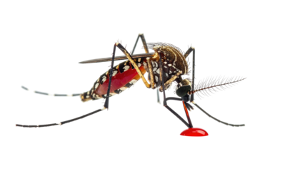 Close-up macro of mosquito feeding on blood with a black background