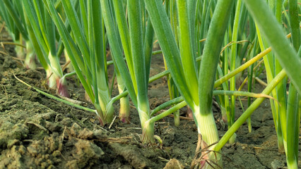 food, fresh, white, onion, isolated, vegetarian, vegetable, ingredient, green, raw, healthy, organic, natural, background, cooking, spring, cut, nutrition, group, diet, ripe, leaf, cook, scallion, pla