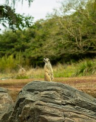 Alert Meerkat Standing on a Rock in a Lush Green Park