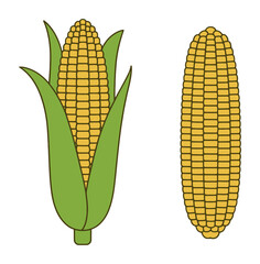Yellow corn cobs with green husks and leaves and without a white