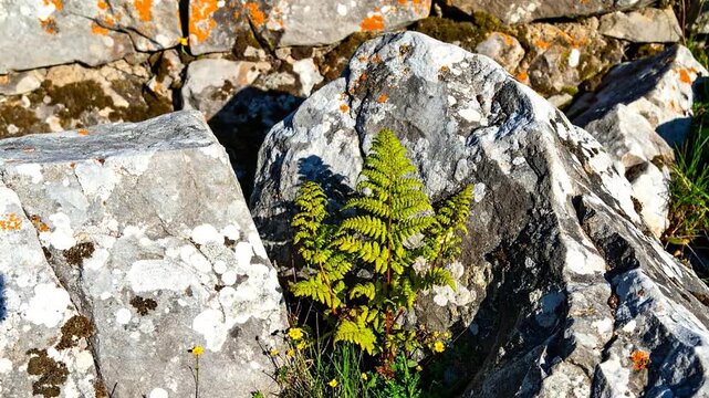 A vibrant fern flourishes between large rocks, near a stone wall with orange lichen