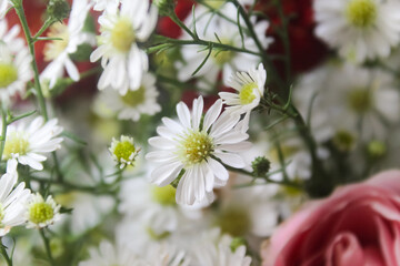 close up of Aster flowers in the garden