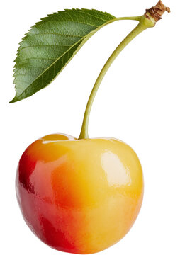 rainier cherry with leaf isolated on white background