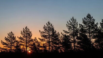 Beautiful forest silhouette at sunset with clear sky and tall trees