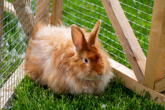 Fluffy Brown Rabbit Sitting in a Grassy Outdoor Enclosure