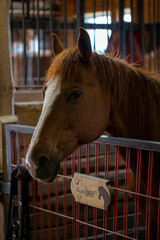 Close Up Of Brown Horse Named Amber In A Stable Stall