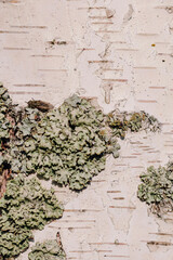 Birch tree close-up. Birch bark texture. Parasite, lichen, on the tree bark.