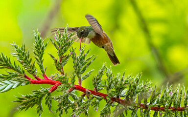 Rostbauchamazilie (Amazilis amazilia, Syn.: Amazilia amazilia),  Lessonamazilie © SBOR Naturfotografie