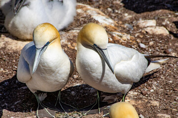 Two Gannet Birds Resting On The Ground In The Sun, in Gaspesia, Quebec, Canada