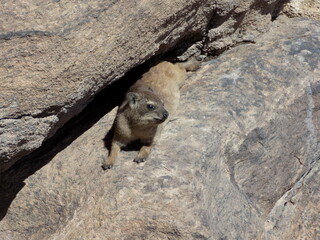 Sun bathing dassie