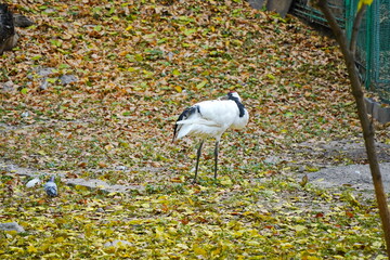 Fototapeta premium A crane walks through the fenced area at the zoo.