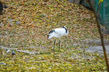 Obraz premium A crane walks through the fenced area at the zoo.