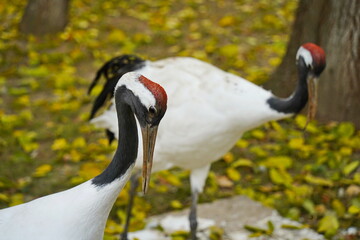Fototapeta premium A crane walks through the fenced area at the zoo.