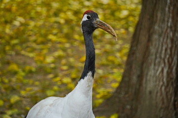 Fototapeta premium A crane walks through the fenced area at the zoo.