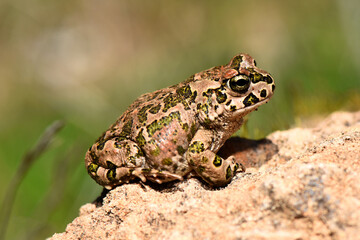 Side profile of a Mediterranean green toad perched on a rocky surface in Cyprus. Natural wildlife photography of a patterned amphibian in its dry, sunlit habitat.