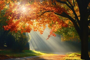 Vibrant trees showcase seasons changing dramatically with warm sunbeams and cool mist creating magical atmosphere