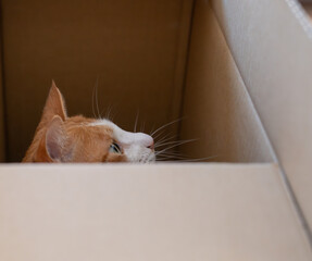 ダンボール箱に入った猫　茶トラ白	