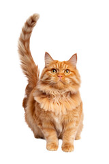 Fluffy Orange Cat on White Background