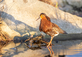 A male ruff (bird) in breeding plumage stands in the water