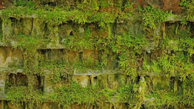 Historic bunker ruins overgrown with moss Wolfs Lair heritage site Poland
