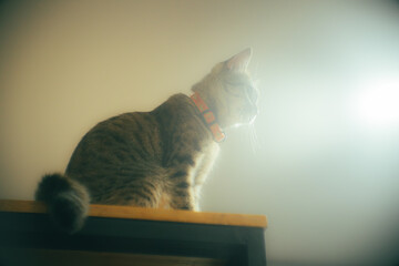 Tabby cat standing on a high shelf, looking down with curiosity under soft light and minimal background. Cozy indoor pet photography with calm mood.