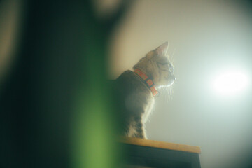 Tabby cat standing on a high shelf, looking down with curiosity under soft light and minimal background. Cozy indoor pet photography with calm mood.