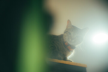 Tabby cat standing on a high shelf, looking down with curiosity under soft light and minimal background. Cozy indoor pet photography with calm mood.