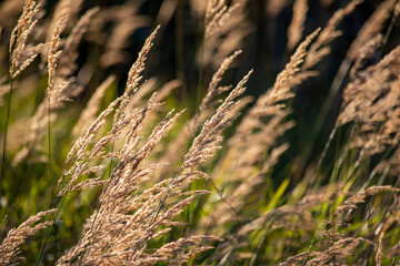 Tall Grass Blowing In The Wind On A Summer Day