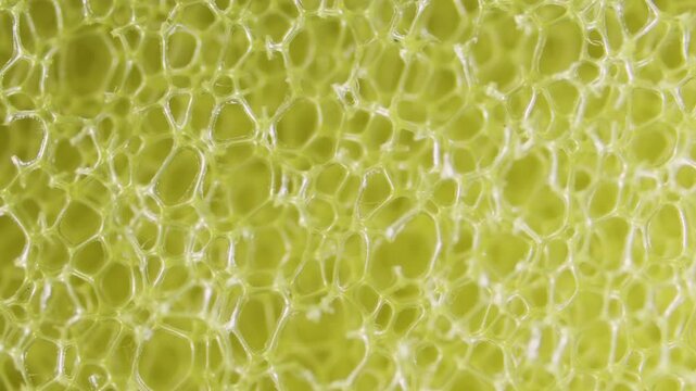 Closed-cell polyethylene sponge foam structure under microscope