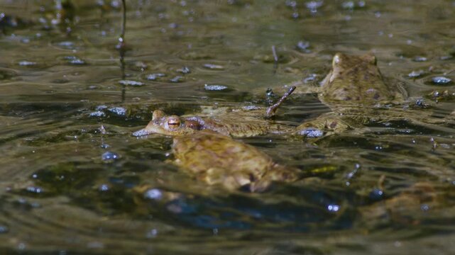 Common toad in water during spring mating season
