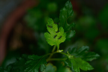 A small group of ants gather on a bright green leaf in nature's embrace.